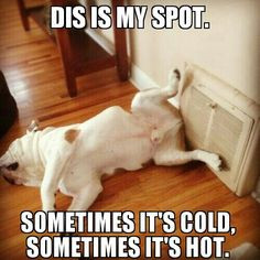 ... funny bulldogs funny dogs english bulldogs baggy bulldogs friday funny