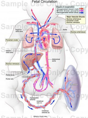 Fetal Circulation Model Anatomy