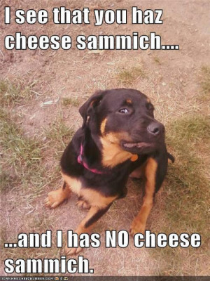 funny animal memes, animal pictures with captions, lolcats