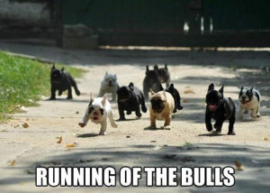 Funny-dogs-Running-of-the-bulls.jpg
