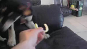 Puppy The Lemon Charles Trippy Another Funny Video Dog