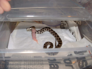 Funny snake pictures/quotes