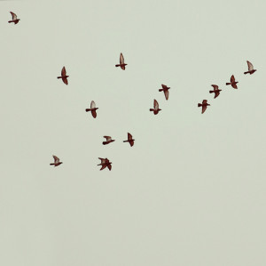 birds, fly, freedom