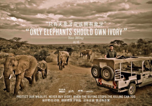 Yao Elephant Billboard