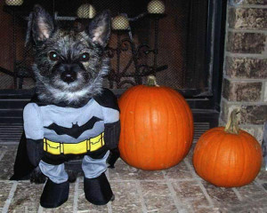 halloween dog costume $ 18 usd caped crusaders don t always have to be ...
