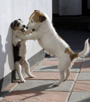 ... : Jackie the three-month-old Jack Russell is 'told off' by its mother