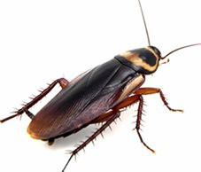 Compare Cockroach Exterminator Price Quotes