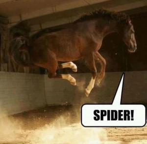 Funny SPIDER!