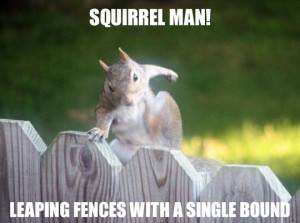 Funny Squirrel (72)