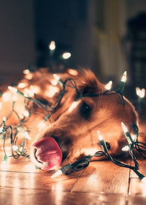 Golden Retriever Wrapped in Christmas Lights - With tongue out!