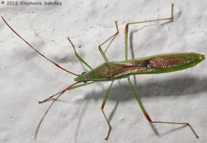 tried to get a picture of the proboscis of one of these little rice