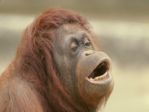 El genoma del orangután es más variado que el de los humanos