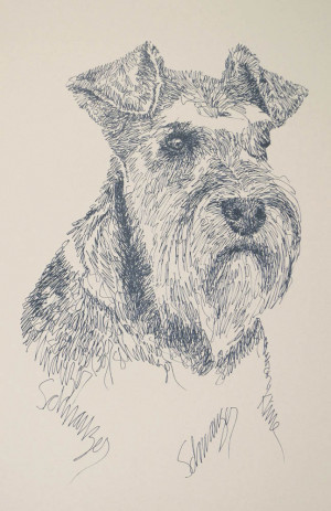 miniature-schnauzer-dog-portrait-by-stephen-1380830753-jpg