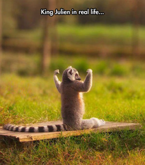 funny-picture-lemur-King-Julien-real-life