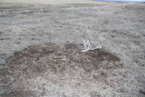 Homemade Coyote Traps Coyotes in the last week.