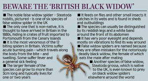... // Tags: British black widow called False widow spider // May, 2013
