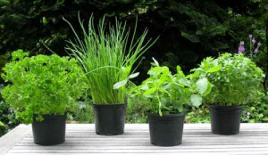 grow these myself? No, they were grown from seed by The Fresh Herb ...