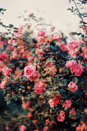 tumblr beautiful photo perfect style vintage imagine flower flowers ...
