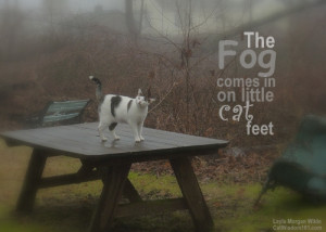 day-spiritual , feline-teachers-life-spiritual , fog-cats-poem-quote ...