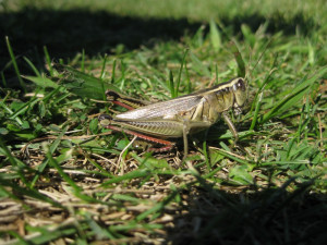 Grasshopper Vector Credited