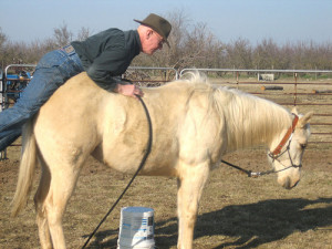Lat years I have taken numerous amounts of funny horse pictures that ...