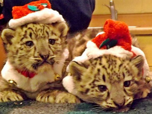 for wild animals to bobcat coyote wild animal christmas wild animals ...