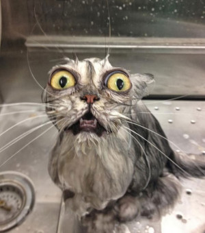 22 Hilarious Pictures Of Wet Cats