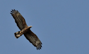 Description Oriental Honey...