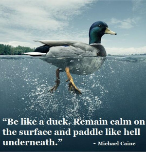 _Quotes: Be like a duck. Remain calm on the surface and paddle like ...