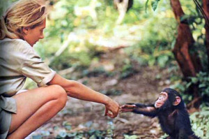 Jane Goodall broke new ground with chimp research (National Geographic ...