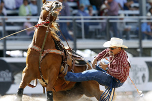 tie down calf roping horses