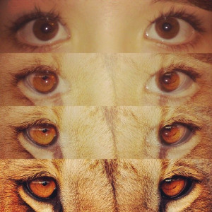 brown eyes, cute, eyes, hazel, hipster, love, quotes, tiger