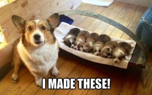 Funny Cute Puppies Cute Puppy Meme View Original Updated On 10 1