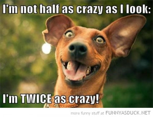 Crazy Funny Animals Half crazy
