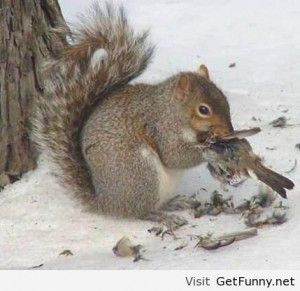 Squirrels don’t just eat nuts - Funny Pictures, Funny Quotes, Funny ...