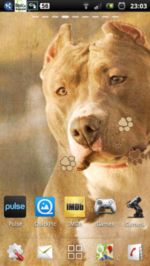 Pitbull Dog Wallpaper Quotes Pitbull dogs live wallpaper