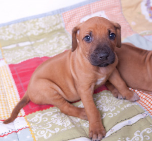 Related Pictures rhodesian ridgeback dog names