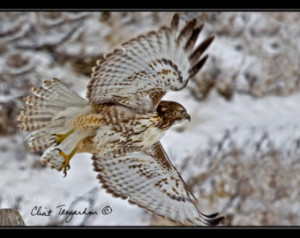 Post Cards, Red Tail Hawk