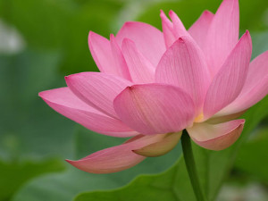lotus flower buddhist symbol