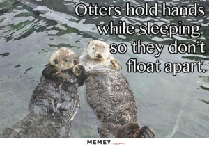 funny cute otters