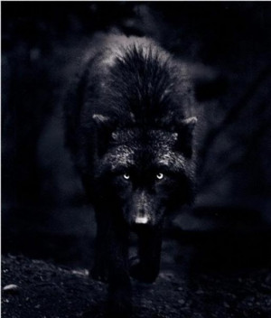Curse Of A Black Wolf: A Nightmare For 13 Years