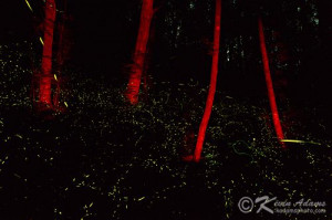 How to photograph fireflies/lightning bugs