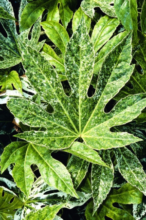 Fatsia Spider's Web