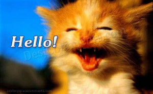 Cute Cat Saying Hello!
