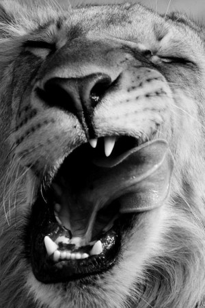 Free Download Black And White Male Lion Inspiring Picture Favim HD ...