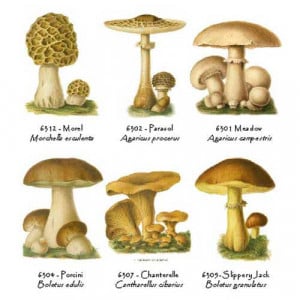... own mushrooms however identifying mushrooms can be a real challenge