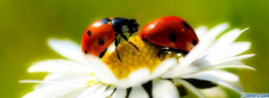 flowers macro ladybugs facebook cover