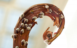 Brown plant close-up wallpaper