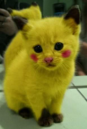 !: Cute Pikachu, Real Life, Pokemon, So Cute, Hate Cats, I Choose You ...