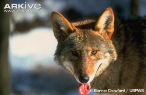 Red wolf (Canis rufus)